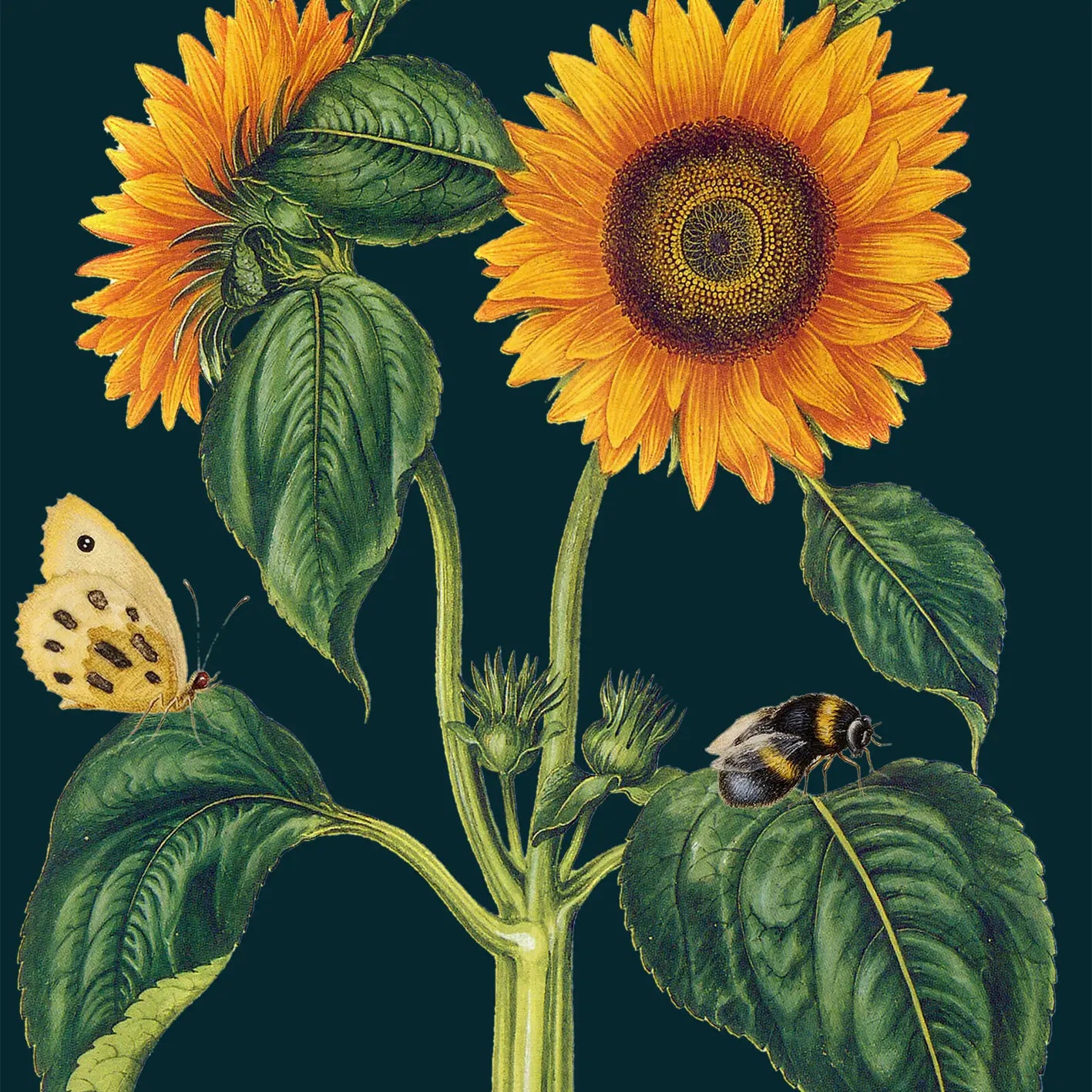 Blank Midnight Botanical Greeting Card