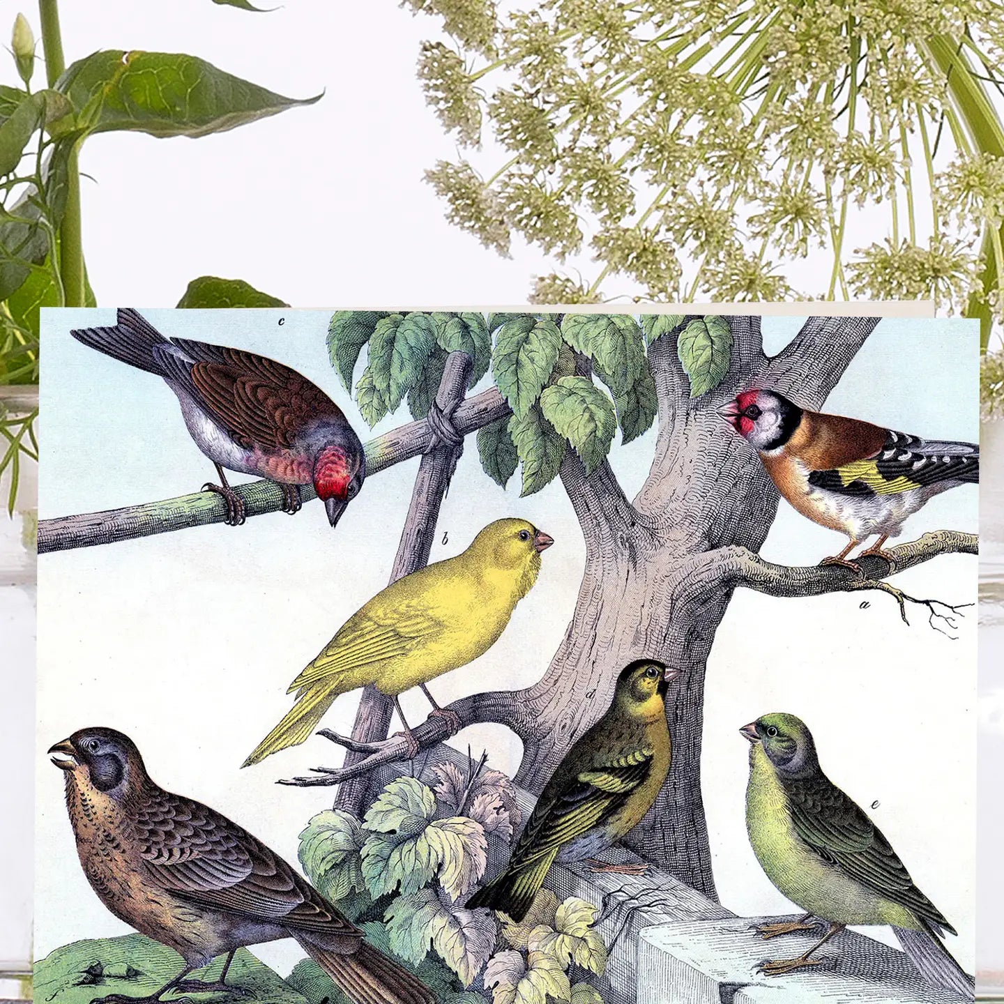 Little Vintage Greeting Card - Various Birds