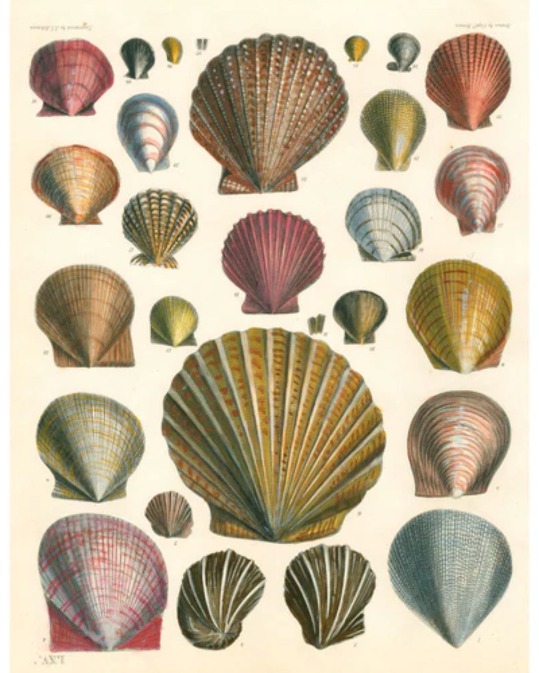 The John Derian Wrapping Paper & Gift Tags Book Sticker