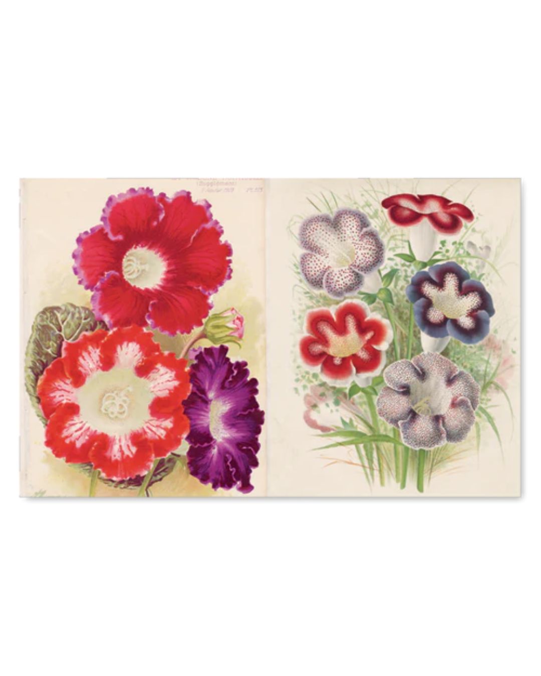 John Derian Picture Book Inside