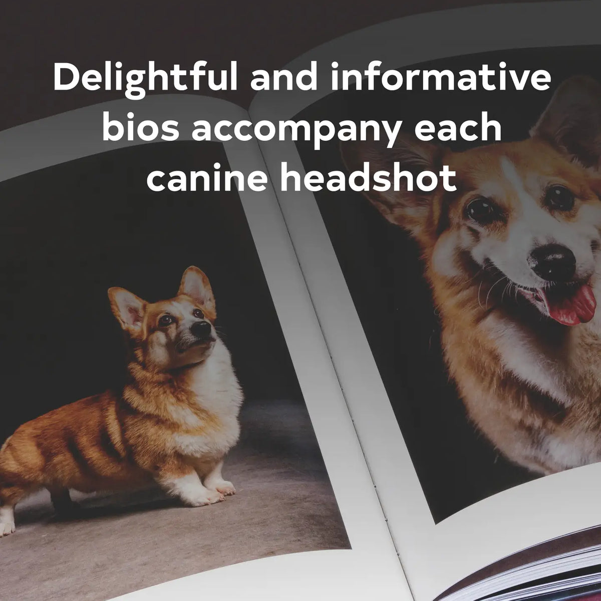 Year of the Dogs Picture Book